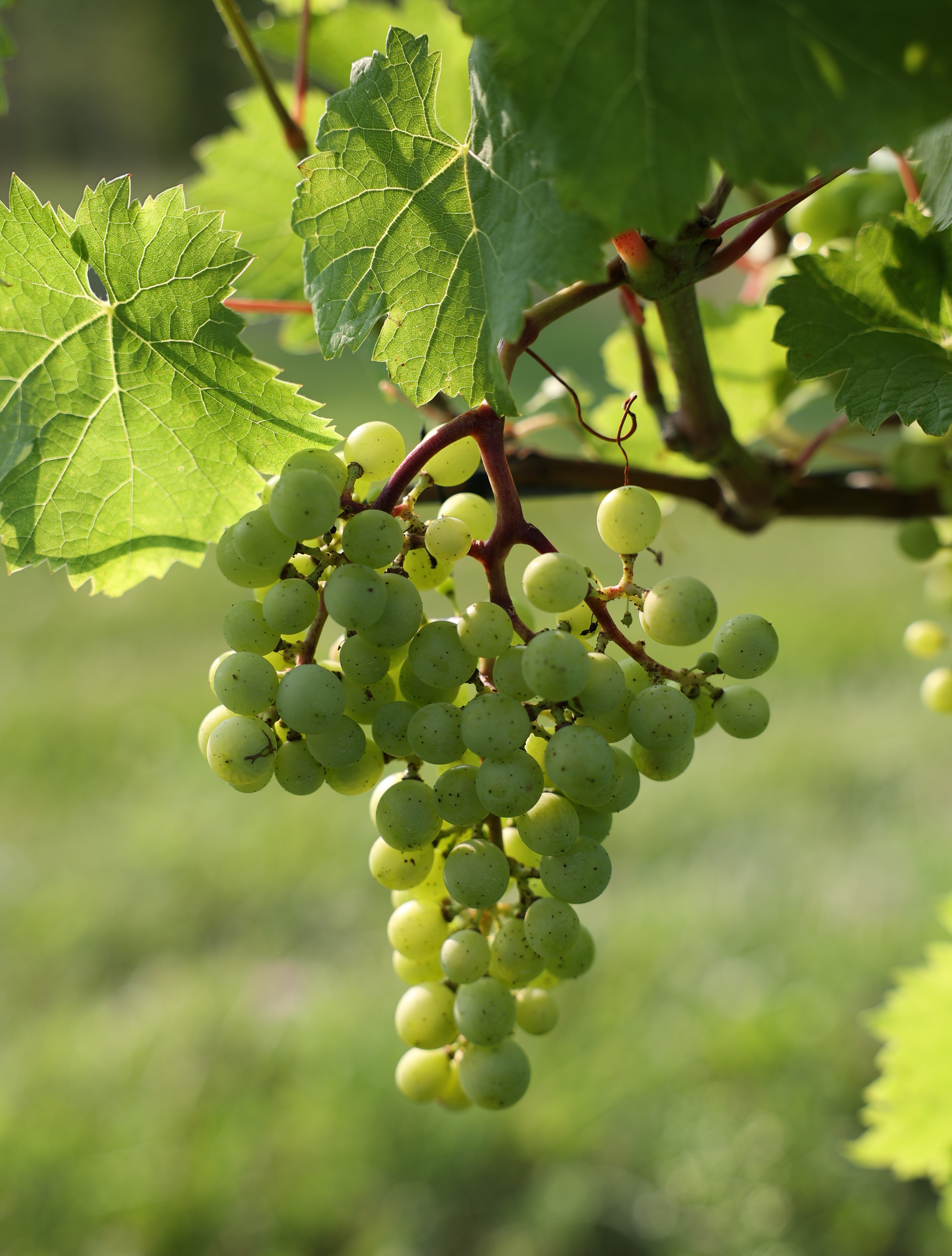 Closeup of a grapes growing.